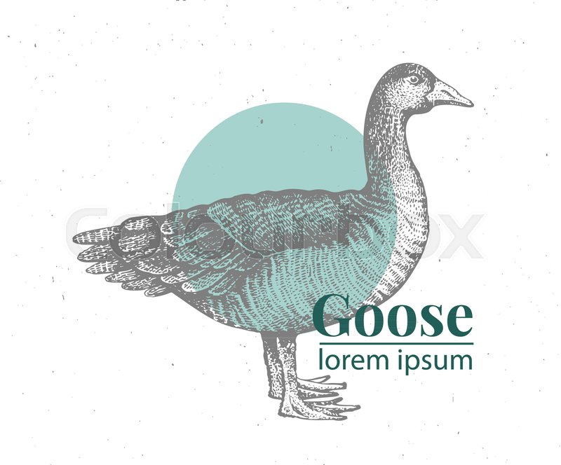 800x664 Vector Hand Drawn Goose Illustration. Vintage Engraving Style - Goose Sketch