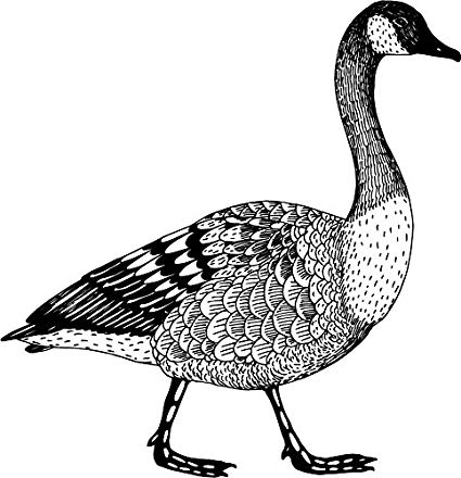 425x440 Goose Sketch Home Decal Vinyl Sticker 12' X 12 - Goose Sketch