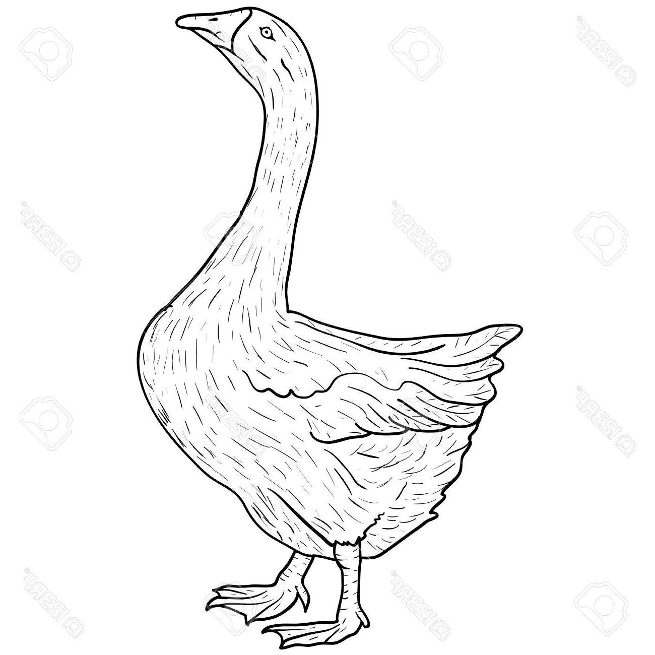 1300x1300 Best Hd Sketch Grey Goose On White Background Vector Illustration - Goose Sketch