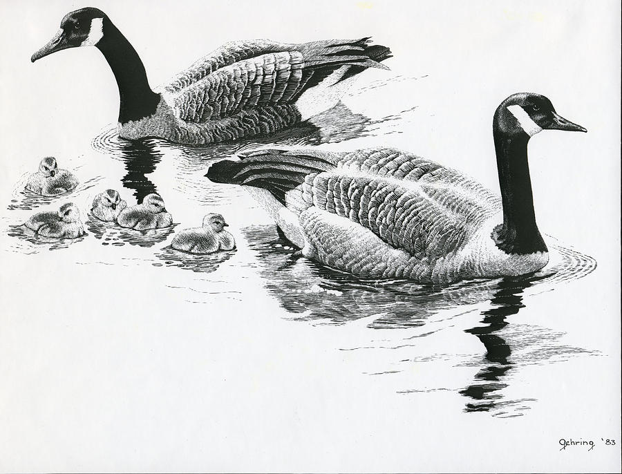900x686 Canada Geese Drawing By Bill Gehring - Goose Sketch