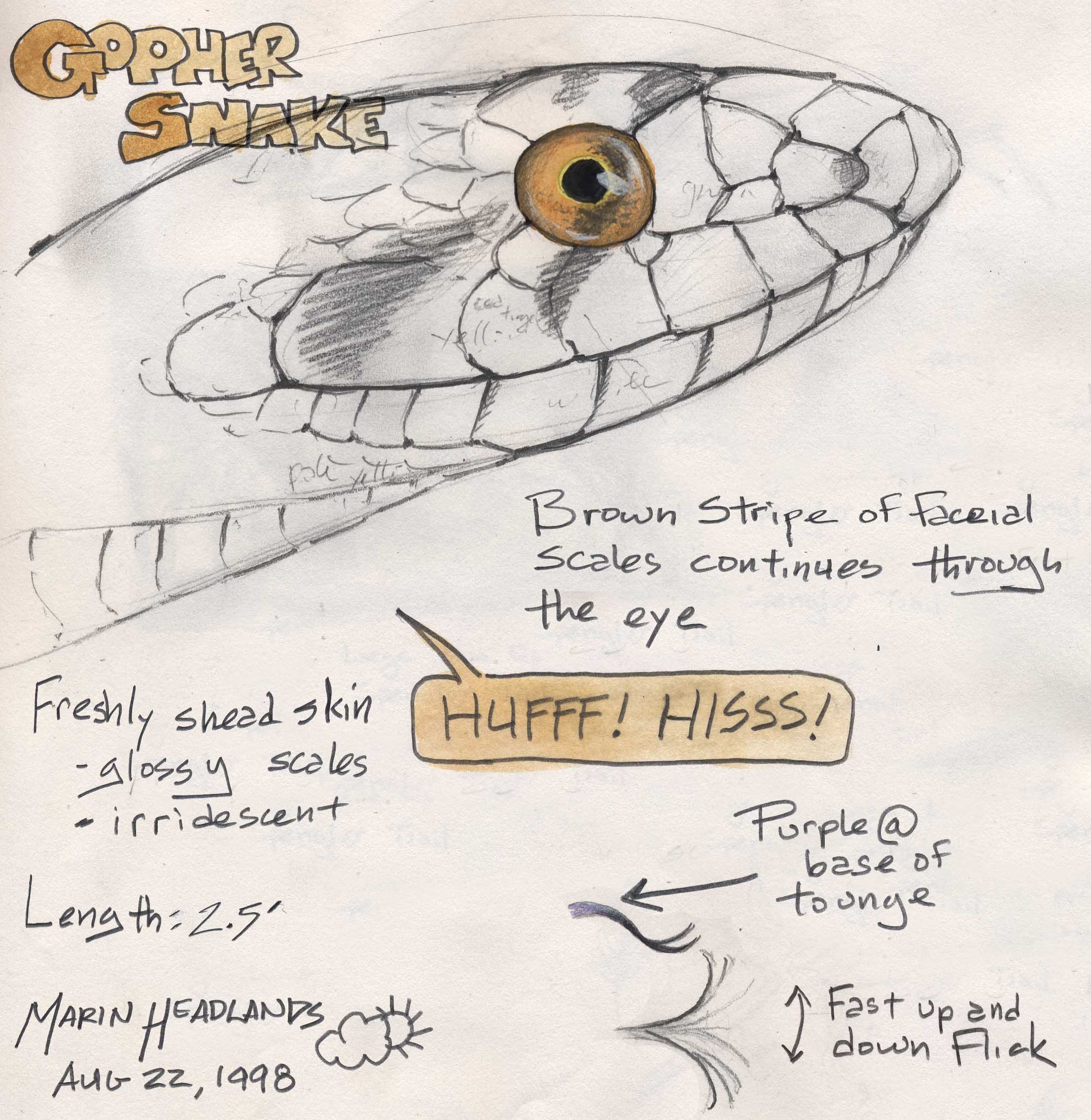 2213x2270 Gopher Snake Sketch - Gopher Sketch