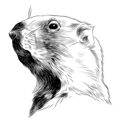 240x240 Gopher Photos, Royalty Free Images, Graphics, Vectors Amp Videos - Gopher Sketch