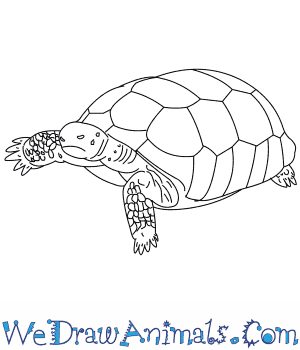 300x350 How To Draw A Gopher Tortoise - Gopher Sketch