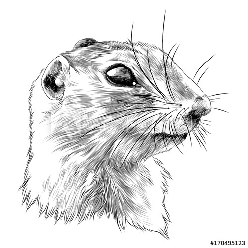 500x500 Gopher Sketch Vector Graphics Monochrome Black And White Drawing - Gopher Sketch