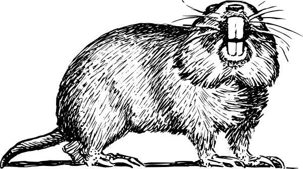 600x336 Gopher Clip Art - Gopher Sketch