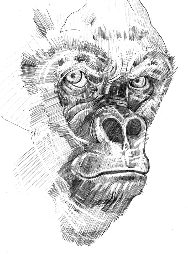 788x1080 Gorilla Sketch Sketches Anthony Granato - Gorilla Sketch