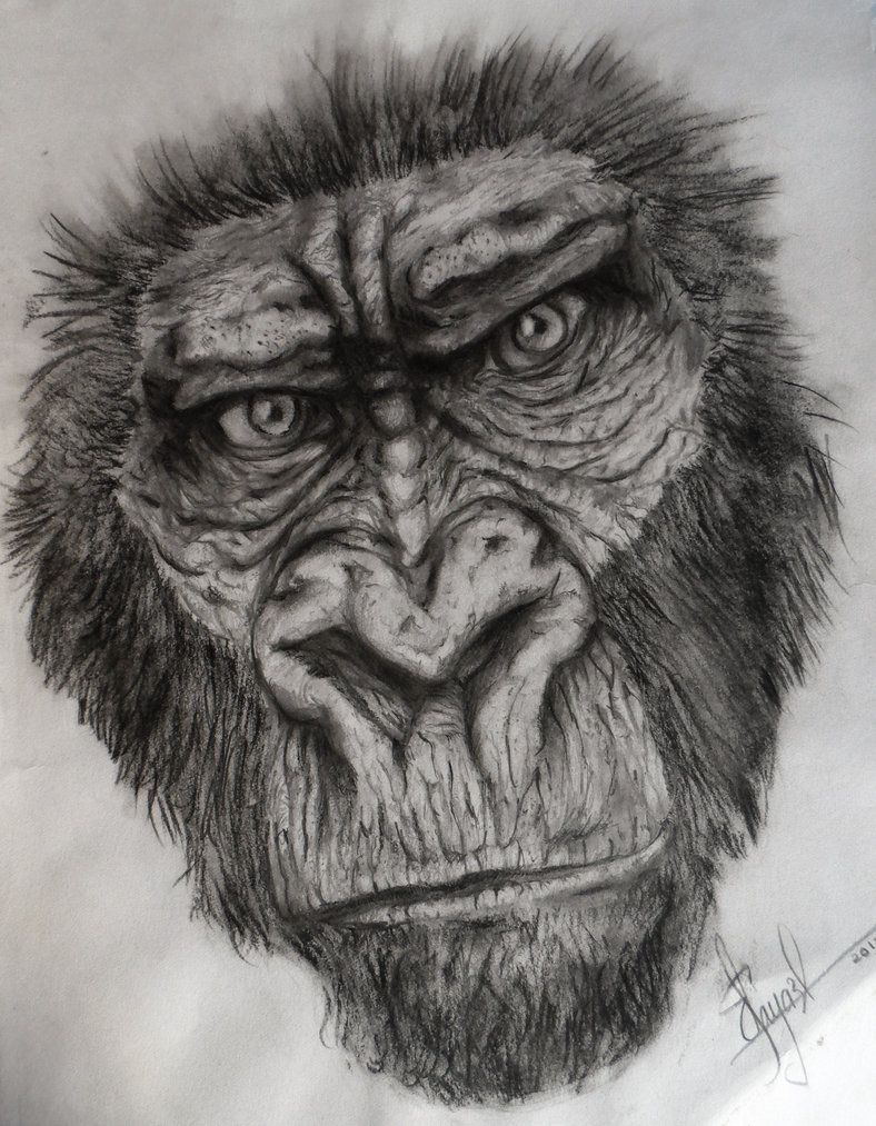 788x1013 Gorilla Sketch Drawing Gorilla Sketch By Dr Carrot Wild Life - Gorilla Sketch