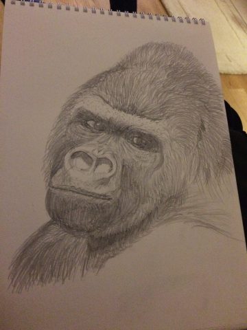 360x480 Gorilla Sketch Wayne Prosper - Gorilla Sketch