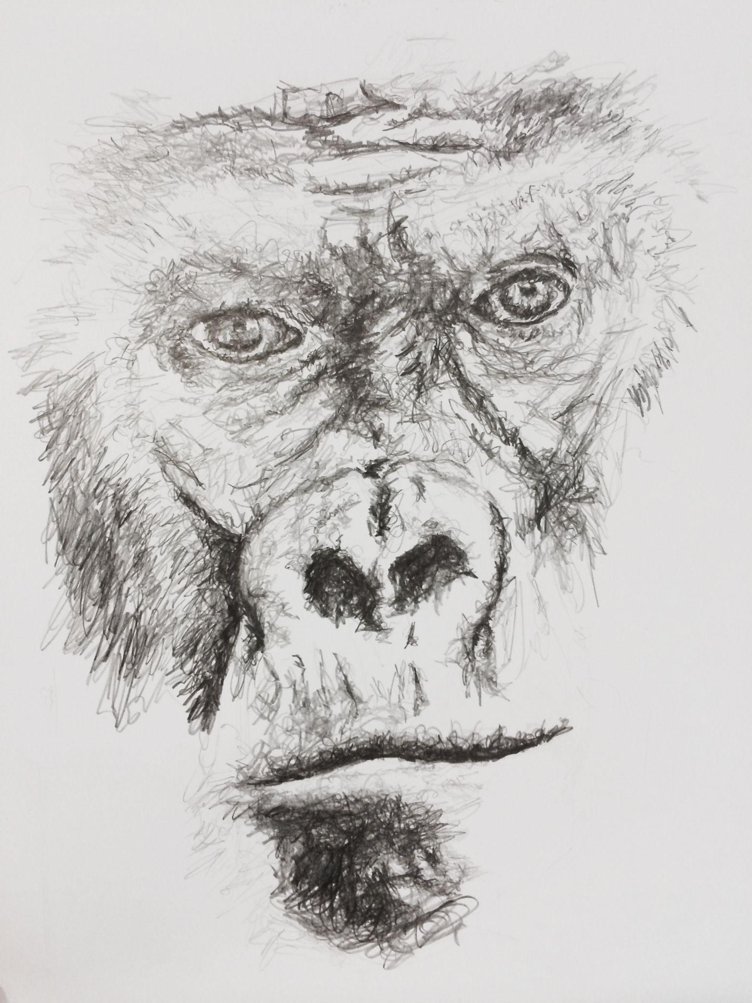 1536x2048 Gorilla Sketch Face Portrait Pencil Miami Life Magazine In 2018 - Gorilla Sketch
