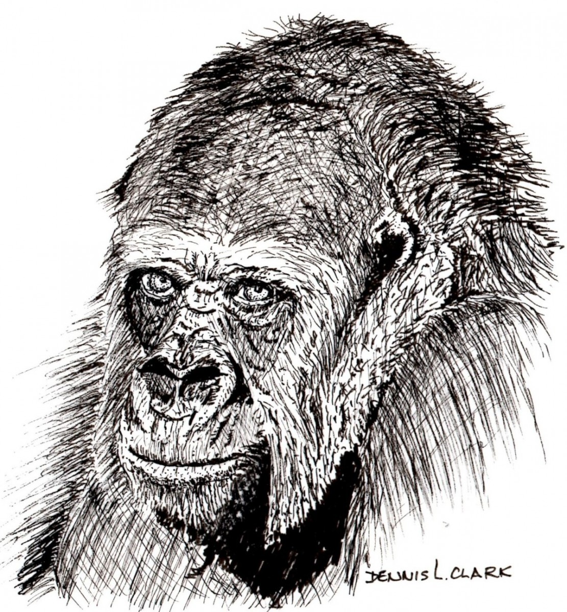 1111x1200 How To Draw A Gorilla Portrait In Pen And Ink Online Art Lessons - Gorilla Sketch