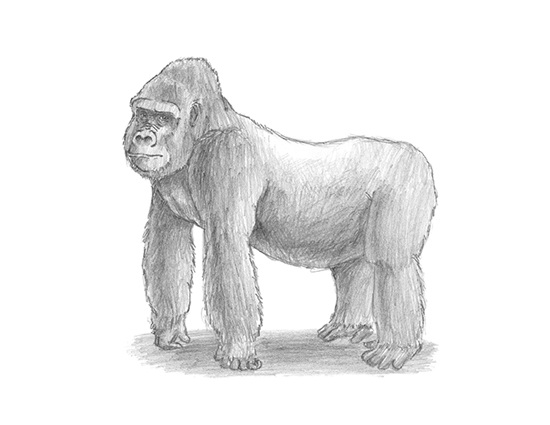 550x425 How To Draw A Gorilla - Gorilla Sketch