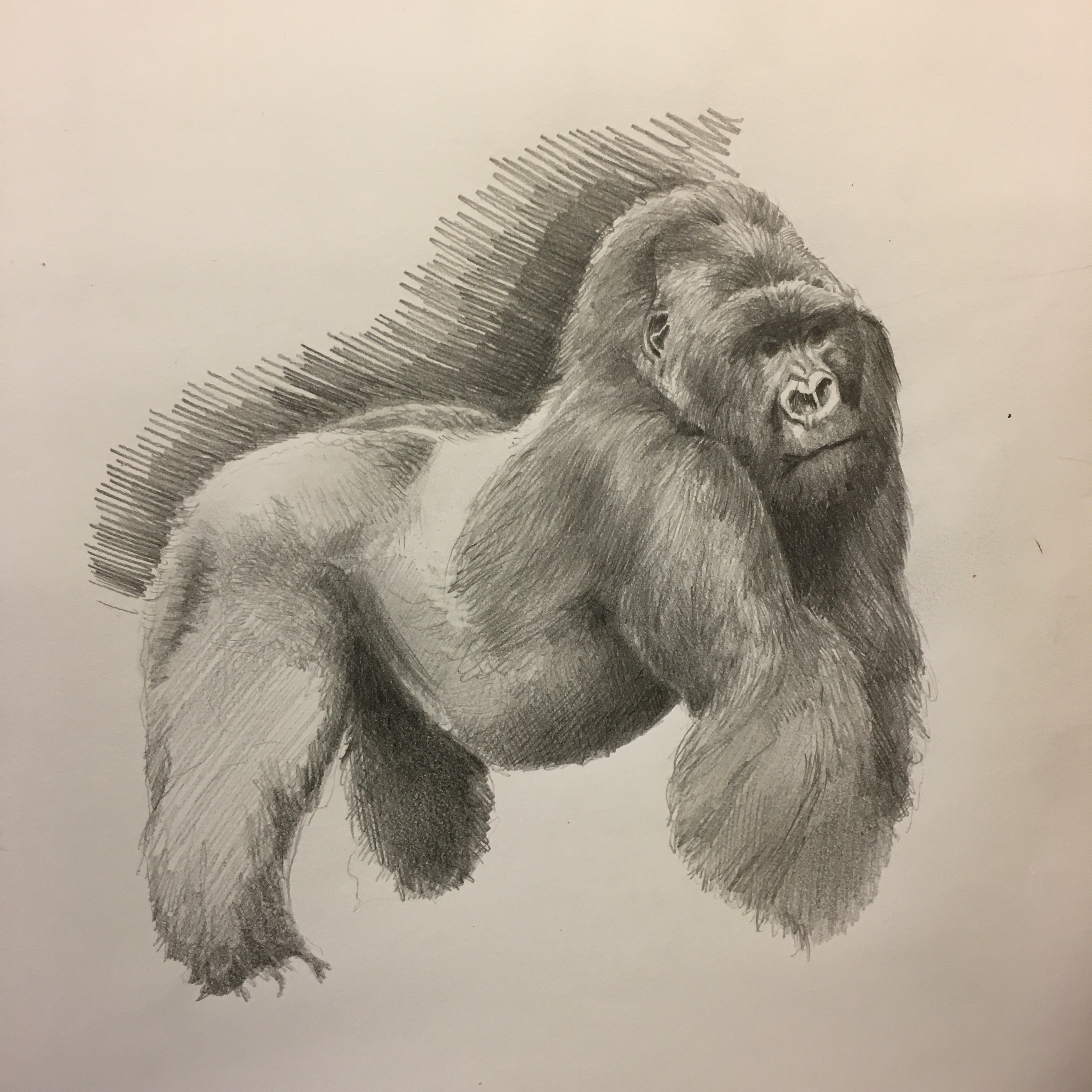 3024x3024 Sketch Study Of A Silverback Gorilla - Gorilla Sketch