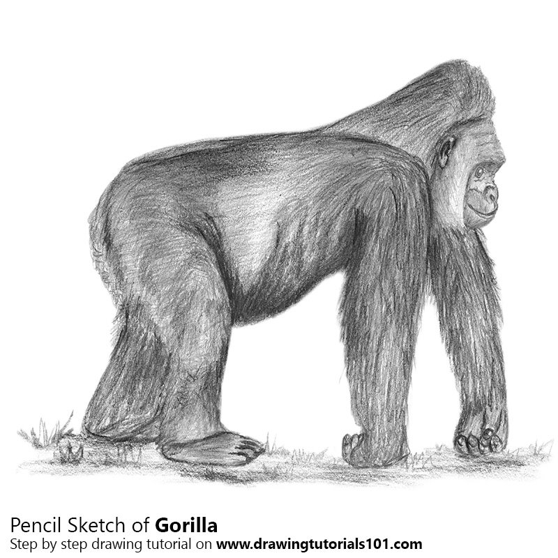 800x800 Gorilla Pencil Drawing - Gorilla Sketch