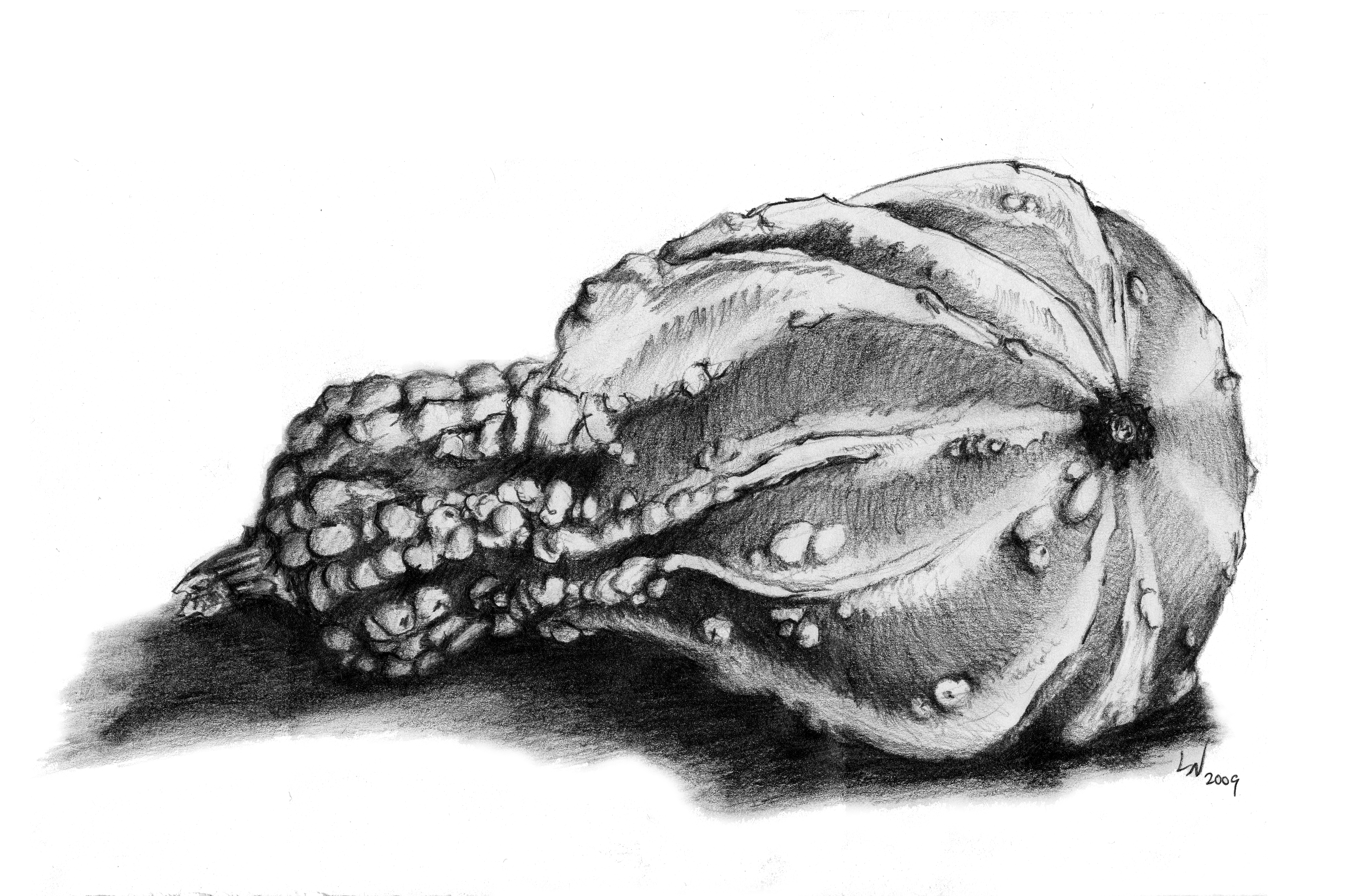 7008x4584 Drawing 1 - Gourd Sketch