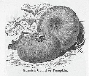 300x257 Gourd Drawings Fine Art America - Gourd Sketch