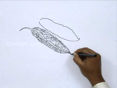 480x360 How To Draw Bitter Gourd - Gourd Sketch