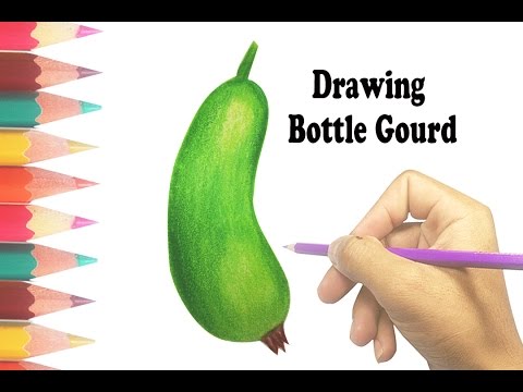 480x360 How To Draw A Bottle Gourd - Gourd Sketch