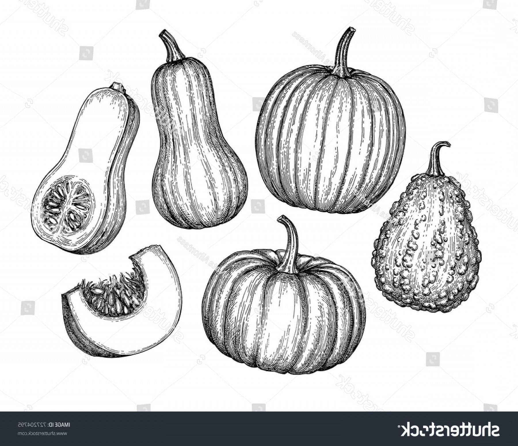 1800x1551 Pumpkins Butternut Squash Gourd Ink Sketch Sohadacouri - Gourd Sketch