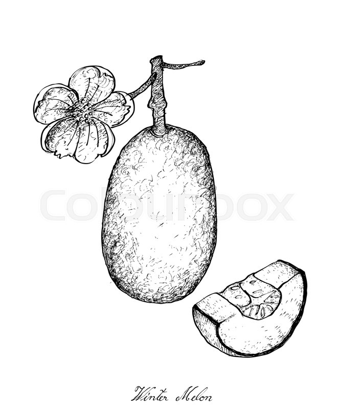 667x800 Vegetable And Herb, Illustration Of Hand Drawn Sketch Delicious - Gourd Sketch
