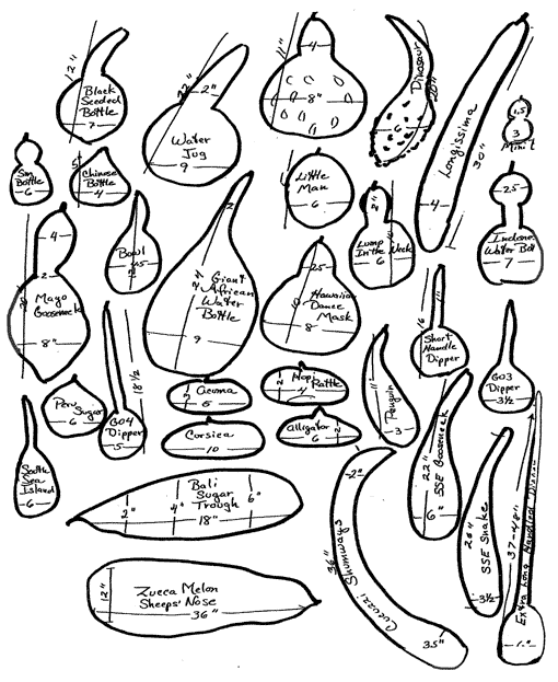 510x623 Welcome To Del Rio Botanical - Gourd Sketch