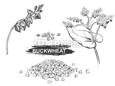 400x300 Hand Drawn Illustration Set Of Buckwheat, Grain. Sketch. Vector - Grain Sketch