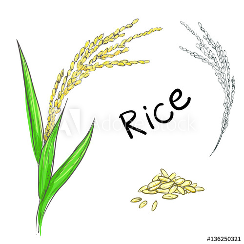 500x500 Hand Drawn Vector Illustration Of Rice Plant, Grain. Sketch - Grain Sketch