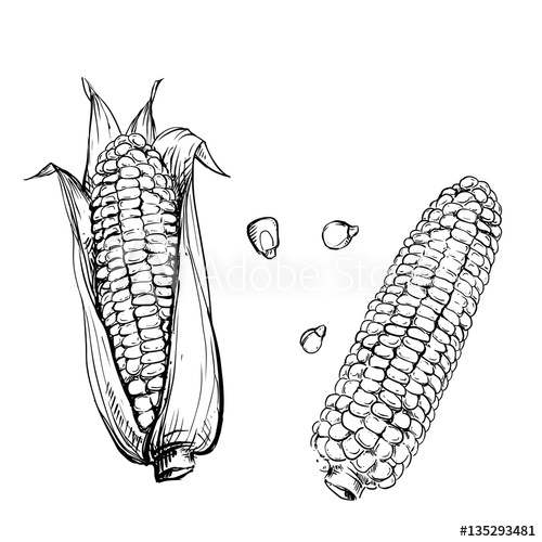 500x500 Hand Drawn Vector Illustration Set Of Corn, Grain, Stalk. Sketch - Grain Sketch