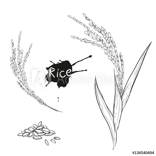 500x500 Hand Drawn Vector Monochrome Illustration Of Rice Plant, Grain - Grain Sketch