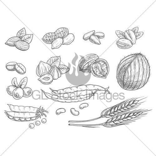500x500 Nuts, Grain Pencil Sketch Icons On Blackboard Gl Stock Images - Grain Sketch