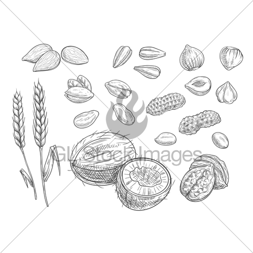 500x500 Nuts, Grain Pencil Sketch Icons Gl Stock Images - Grain Sketch