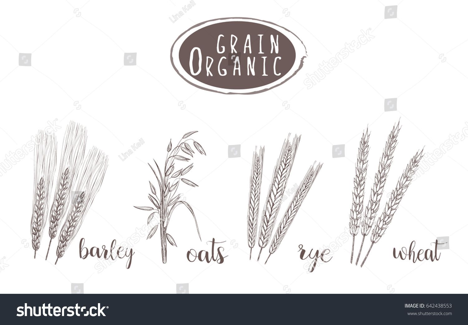 1500x1042 Organic Grain Sketch Illustration. Hand Drawing Difference In - Grain Sketch
