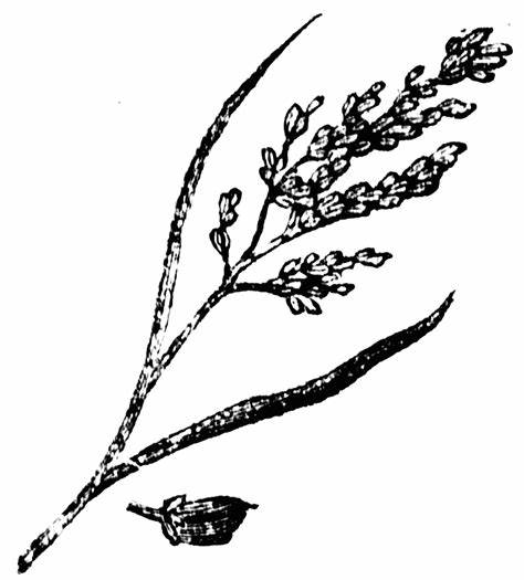 474x525 Rice Grain Drawing. Rice Grains Sketch Hand Drawn Stock - Grain Sketch