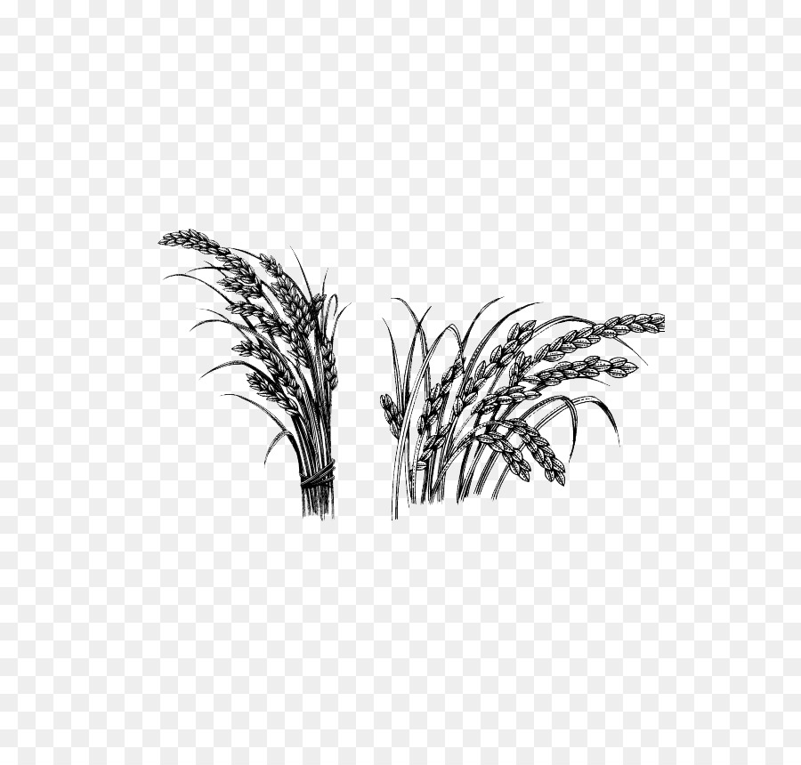 900x860 Rice Oryza Sativa Crop - Grain Sketch