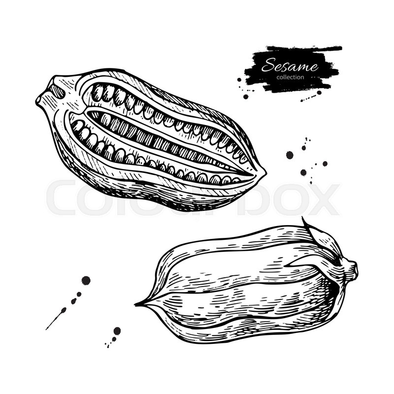 800x800 Sesame Nut And Seed Vector Drawing. Hand Drawn Food Ingredient - Grain Sketch