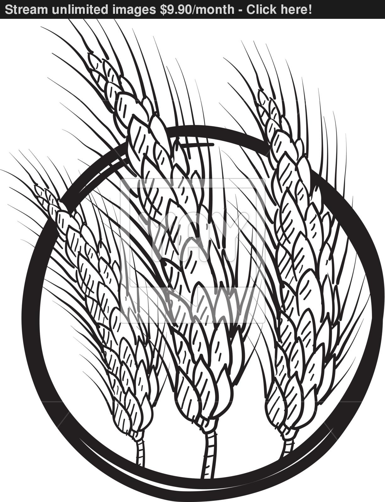 1226x1600 Wheat Or Grain Emblem Vector Sketch Vector - Grain Sketch