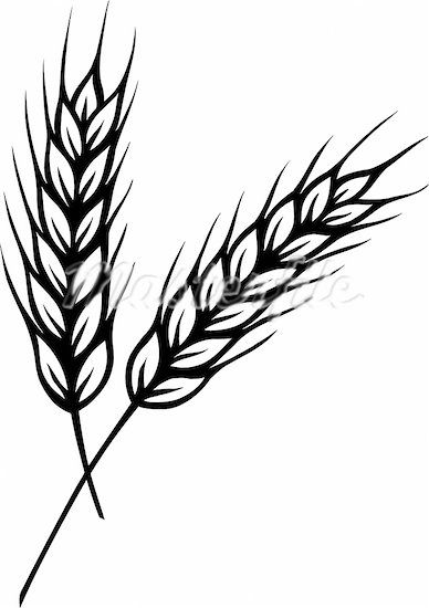 388x550 Wheat Clipart - Grain Sketch