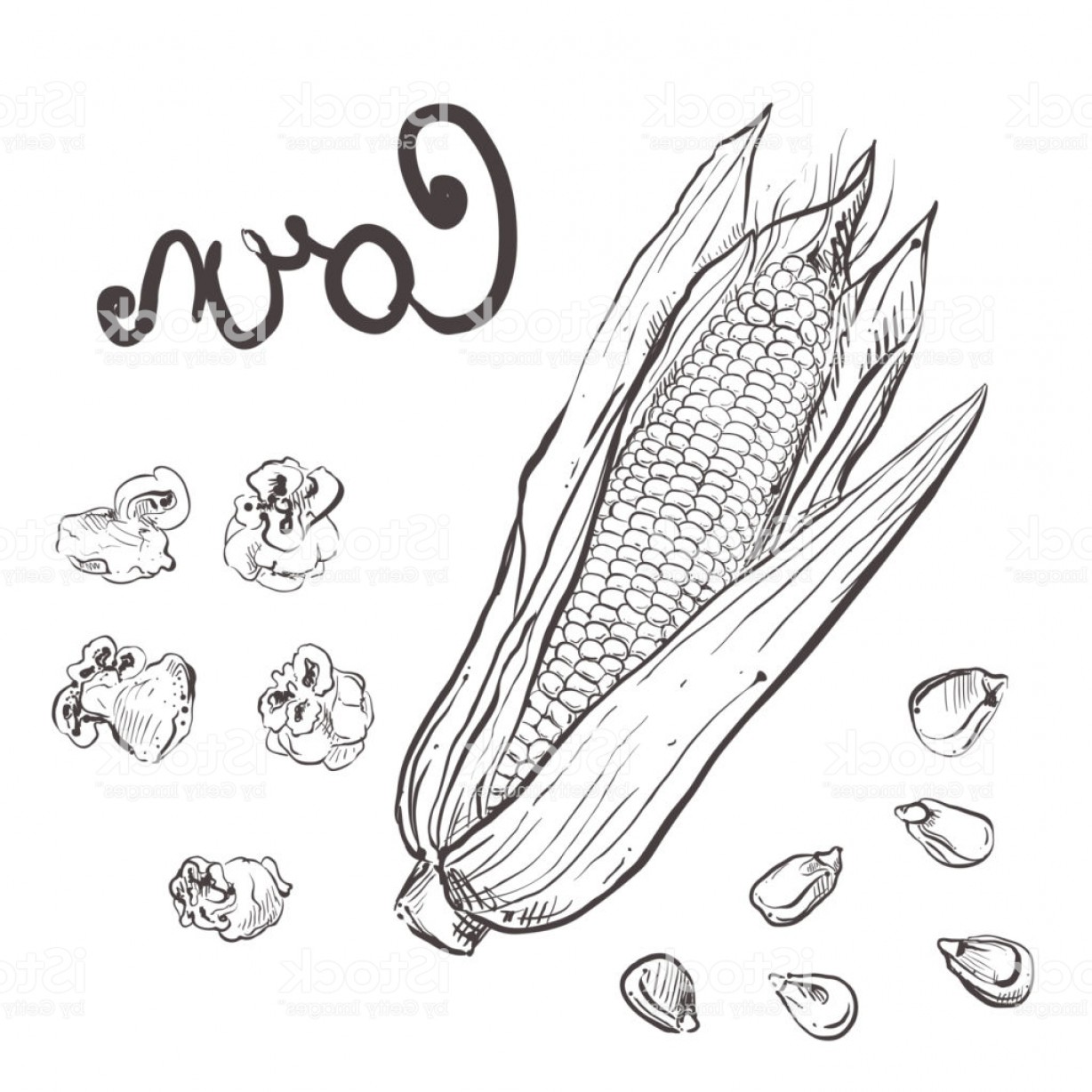 1228x1228 Hand Drawn Vector Illustration Set Of Black Corn Grain Popcorn - Grain Sketch