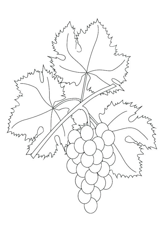 531x750 Grape Leaf Coloring - Grape Leaf Sketch
