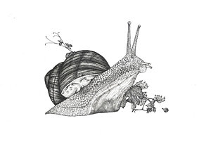 300x212 Grape Leaf Drawings Fine Art America - Grape Leaf Sketch