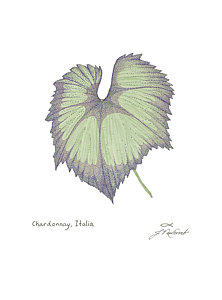 222x300 Grape Leaves Drawings Fine Art America - Grape Leaf Sketch