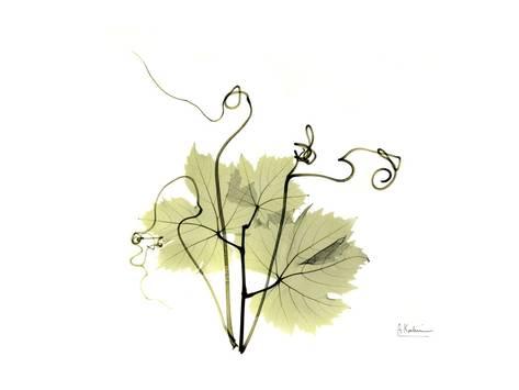 473x355 Grape Leaves And Tendrils, X Ray Art By Koetsier Albert - Grape Leaf Sketch