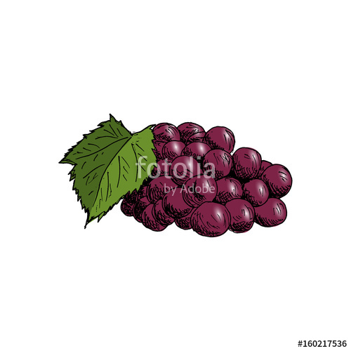 500x500 Grape Cluster With Grape Leaf Vintage Hand Drawn Sketch Vector - Grape Leaf Sketch
