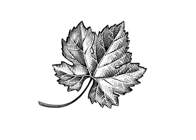 640x457 Grape Leaf Icon Tattoo Tattoos, Leaf Tattoos And - Grape Leaf Sketch
