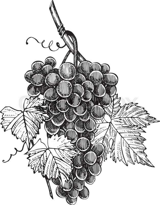 627x800 Grapes Monochrome Sketch. Hand Drawn Grape Bunches. Isolated On - Grape Leaf Sketch