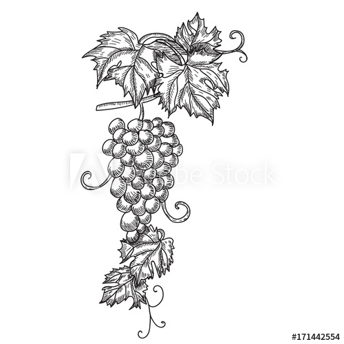 500x500 Hand Drawn Vector Illustration Of Branch Grapes. Vine Sketch - Grape Leaf Sketch
