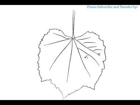 480x360 How To Draw A Simple Grape Leaf - Grape Leaf Sketch