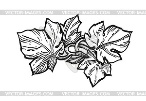 300x209 Ink Sketch Of Grape Leaves - Grape Leaf Sketch