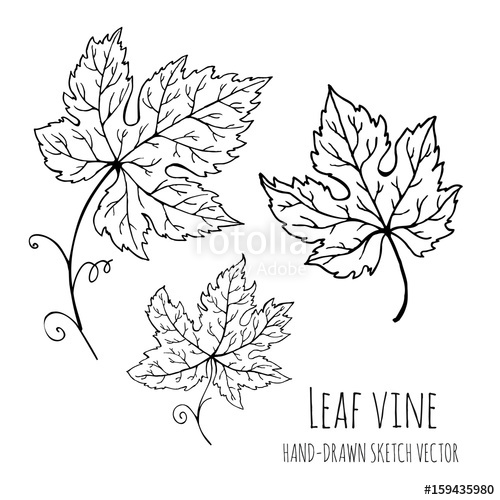500x500 Leaf Vine. Grapes, Grape Leaves. Hand Drawn Vector Doodle Floral - Grape Leaf Sketch