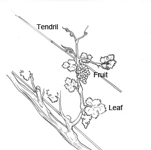 300x297 Parts Of The Grape Vine Shoots - Grape Leaf Sketch