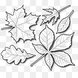 260x260 Sketch Leaves Png, Vectors, Psd, And Clipart For Free Download - Grape Leaf Sketch